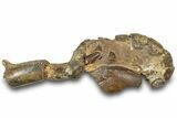 Fossil Mud Lobster (Thalassina) - Gunn Poin, Australia #307731-2